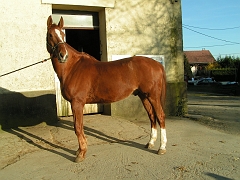 DonJuan photos- chevaux etrier 079